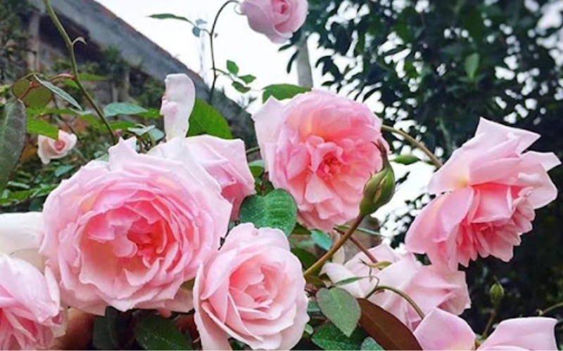 Hồng đào cổ là cây thuộc dạng bụi lớn, hoa có nhiều lớp cánh, màu hồng phấn nhạt