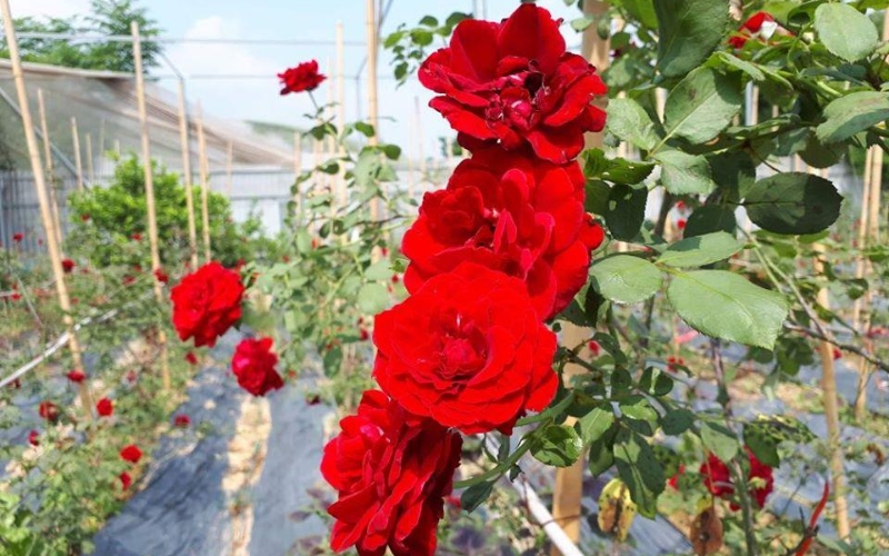 Hoa hồng leo Hải Phòng thuộc dạng thân gỗ, có khả năng phân nhánh rất tốt