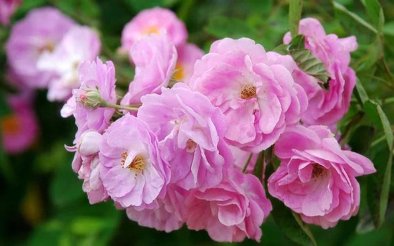 Hoa hồng tầm xuân có màu hồng phấn dịu dàng, dạng cánh kép