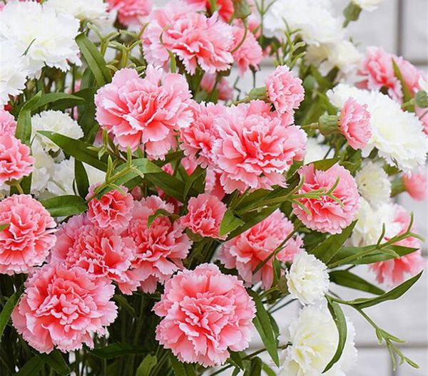 Cẩm Chướng Chùm - Hoa Cắt Cành