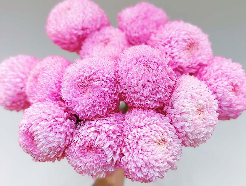 Bí quyết và mẹo chăm sóc hoa cúc mẫu đơn cắt cành tươi lâu và bền đẹp