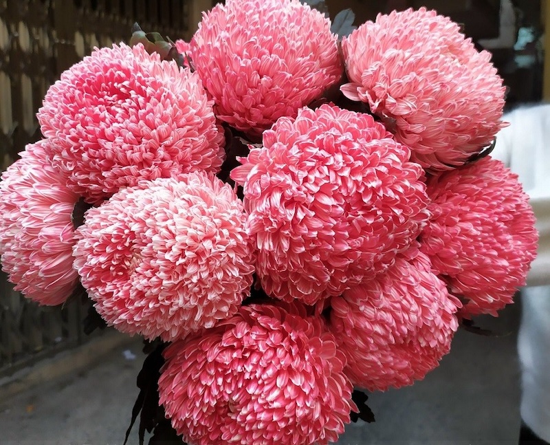 Hoa cúc mẫu đơn có xuất xứ từ khu vực Mexico và Nam Mỹ