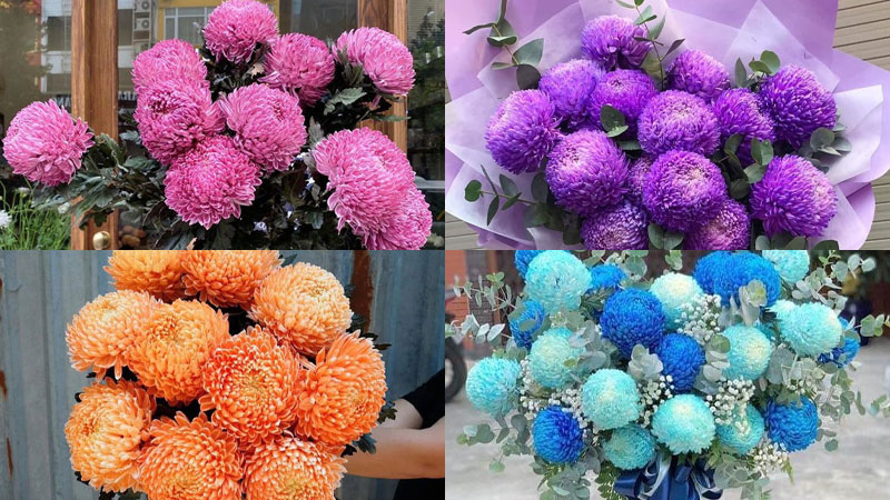 Hoa cúc mẫu đơn mang vẻ đẹp kết hợp hoàn hảo giữa hoa cúc và hoa mẫu đơn, mang dáng vẻ kiêu sang gồm nhiều cánh ôm ấp xen kẽ với nhau hài hòa với nhau.