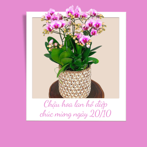 Mẫu hoa lan hồ điệp thể hiện sự biết ơn dành cho những “người lái đò” thầm lặng.