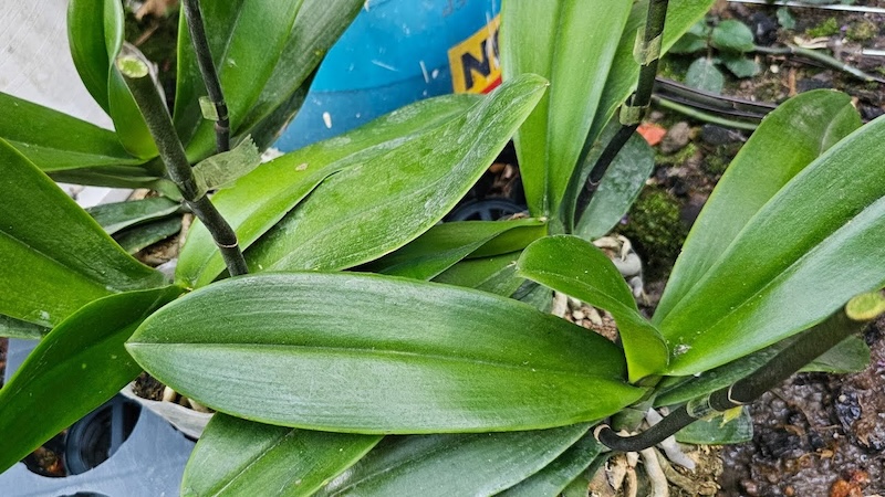 Chuẩn bị dụng cụ và kiểm tra tình trạng cây lan hồ điệp sau khi hoa tàn