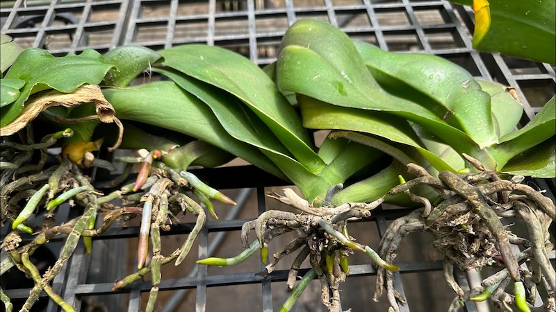 Cây lan hồ điệp phơi khô trước khi trồng lại giúp tăng tỷ lệ sống sót.