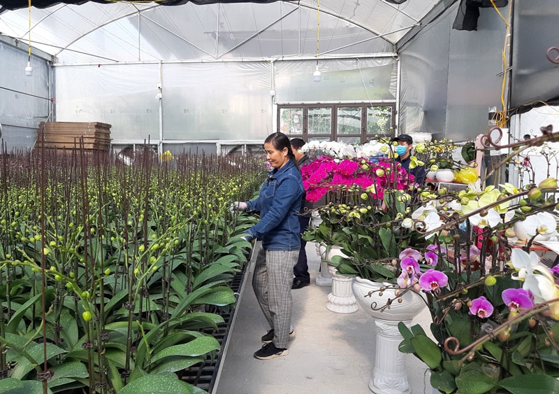 Đảm bảo điều kiện ánh sáng và nhiệt độ lý tưởng cho lan hồ điệp phát triển và ra hoa