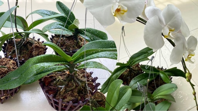 Cách tưới nước cho lan hồ điệp đúng là tưới ở phần rễ, tránh tưới lên hoa và lá.