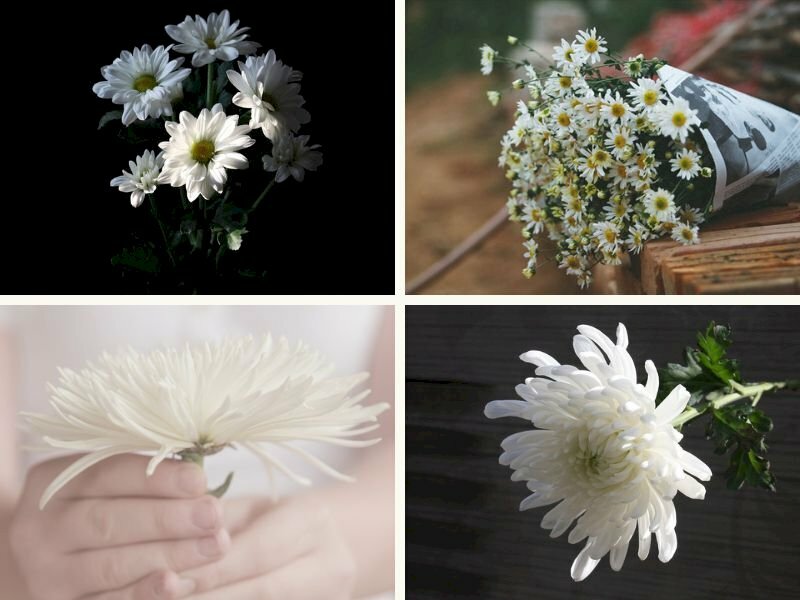 Hoa cúc trắng tượng trưng cho tâm hồn người trẻ trong tang lễ