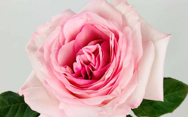 Cận cảnh một bông hoa hồng Ohara đang hé nở