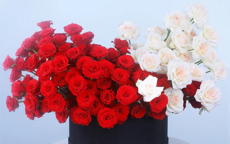 Hoa hồng Ohara mang ý nghĩa về một tình yêu thuần khiết, yên bình