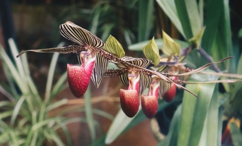 Hoa Lan Hài Rothschild 15 năm mới nở hoa 1 lần