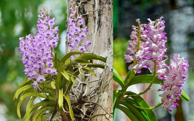 Mặt hoa Lan Hải Yến