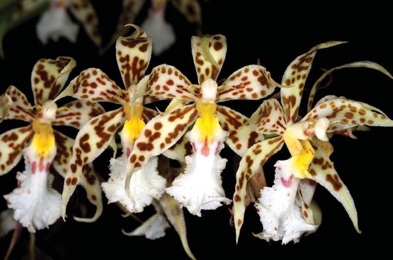 Măth Hoa lan Odontoglossum đặc biệt