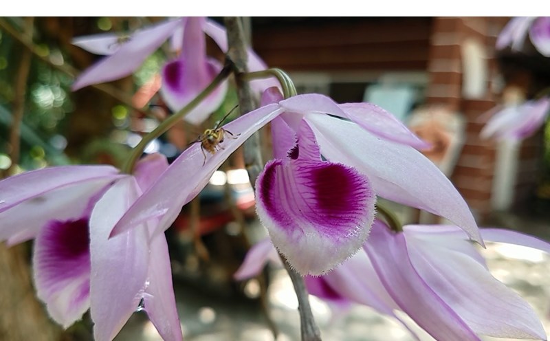 Mặt hoa Lan Phi Điệp quý hiếm