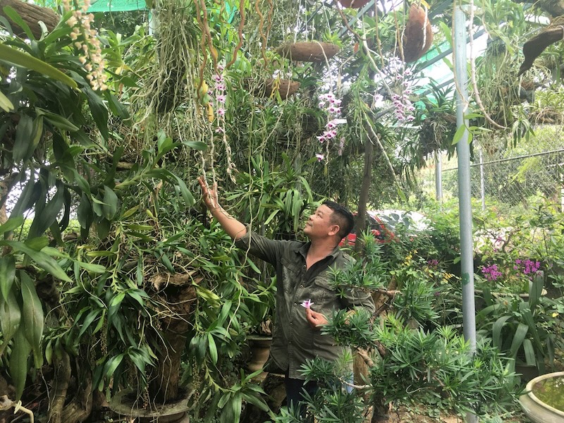 Sự hấp dẫn của các loại hoa lan quý hiếm đối với người yêu hoa và nhà sưu tầm