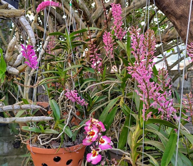 Mặt hoa Lan tiểu hoàng đỏ rừng quý hiếm