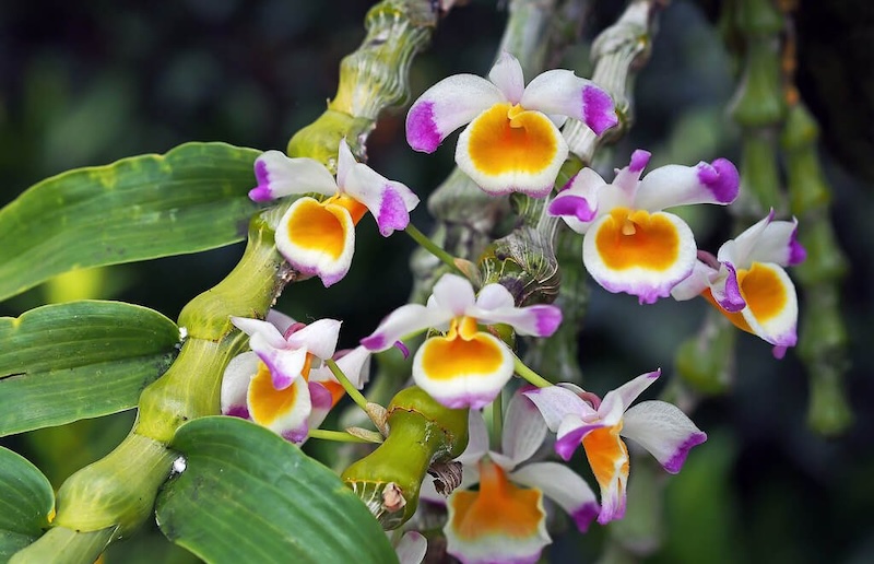 Mặt hoa Lan trúc phật bà rừng quý hiếm