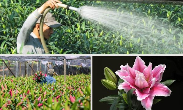 Những lưu ý để chăm sóc và thu hoạch mùa vụ hoa ly hồng tốt nhất