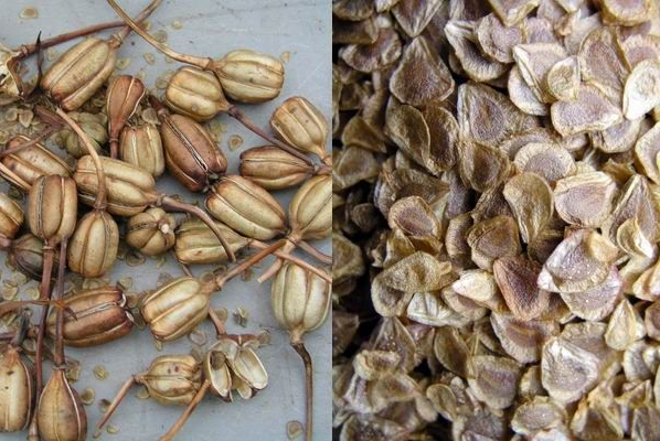 Hạt giống hoa ly cũng là phương án trồng hoa được bán nhiều tại các siêu thị, shop