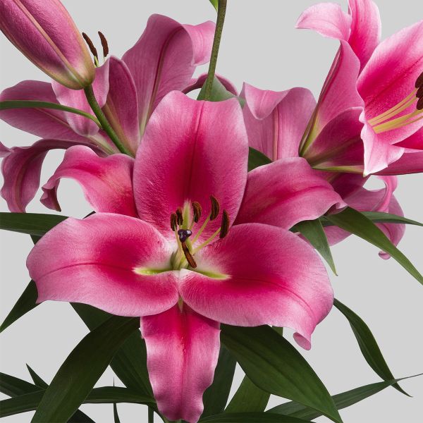 Đoá hoa ly hồng rực rỡ cùng sắc màu hút người nhìn