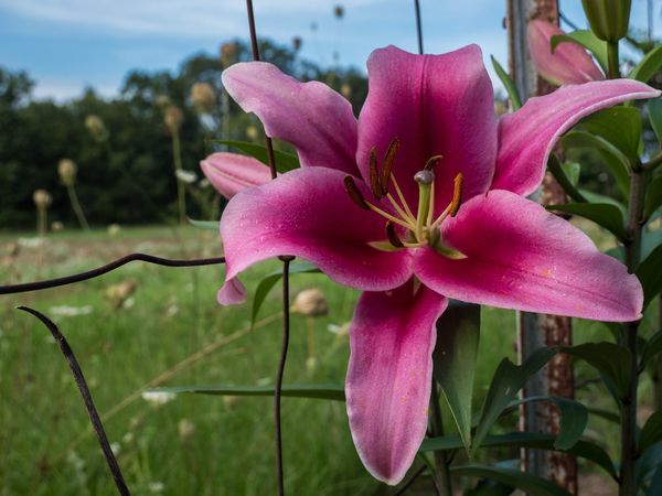 Dù trời tối hay trời sáng, màu sắc của hoa ly hồng vẫn ngọt ngào và rực rỡ như vậy