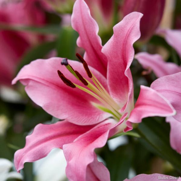 Hình ảnh hoa ly xinh đẹp vươn mình đón khí trời