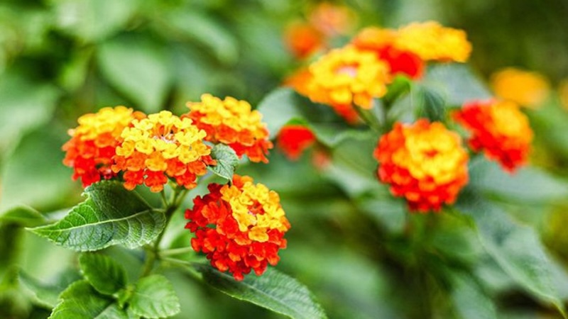 Các công dụng đa dạng của hoa ngũ sắc trong y học và trang trí cảnh quan