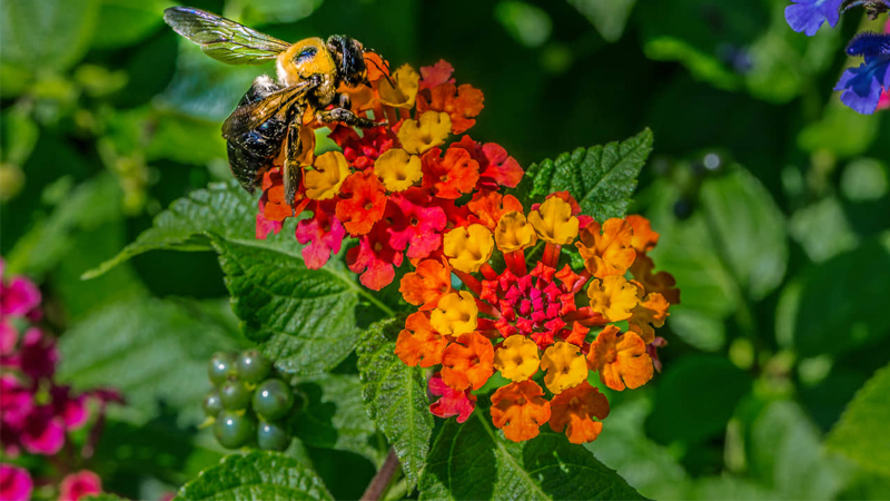 Hoa Ngũ Sắc còn gọi là trâm ổi