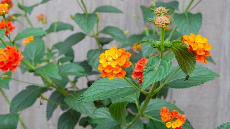 Hoa Ngũ Sắc được nhắc đến với các công dụng chính là tiêu độc, giảm đau và kháng viêm.