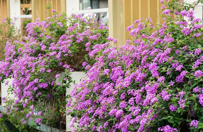 Hoa Ngũ Sắc tím rũ lãng mạn