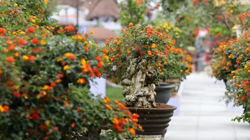 Kỹ thuật tạo dáng bonsai nghệ thuật độc đáo cho cây hoa ngũ sắc