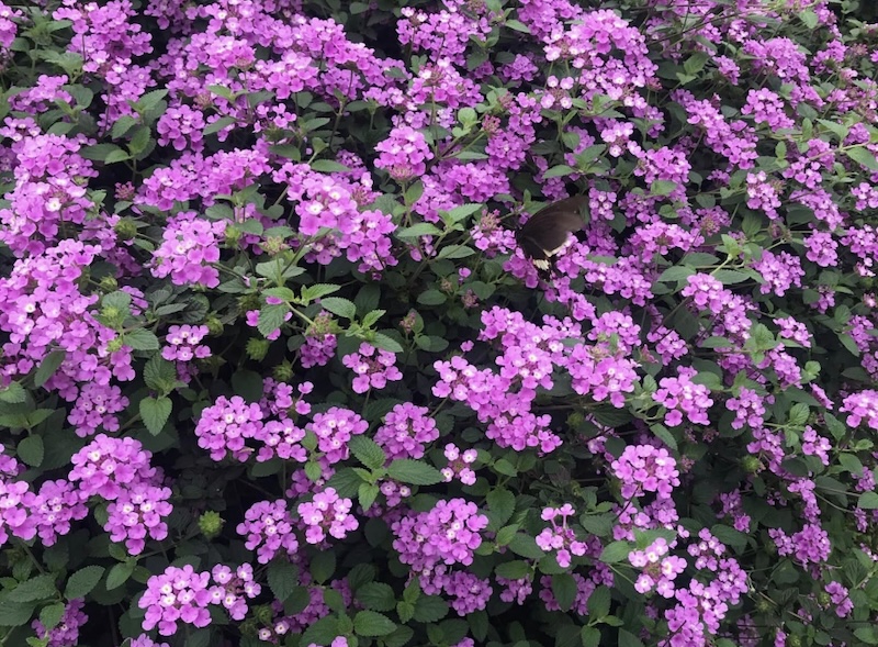 Ý nghĩa phong thủy tốt đẹp của hoa ngũ sắc mang lại may mắn và tài lộc