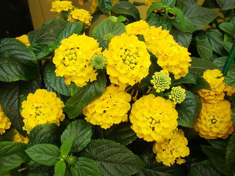 Hướng dẫn cách trồng và chăm sóc hoa ngũ sắc để cây nở hoa đẹp quanh năm