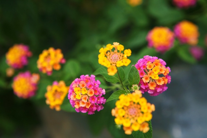 Tìm hiểu về độc tính của hoa ngũ sắc và những lưu ý quan trọng khi sử dụng