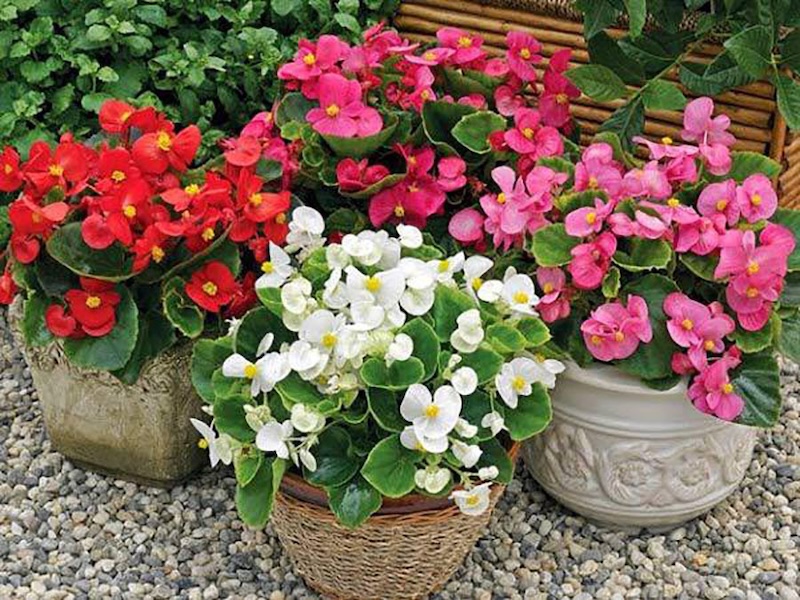 Hoa Thu Hải Đường tặng sếp mang thông điệp phú quý và may mắn