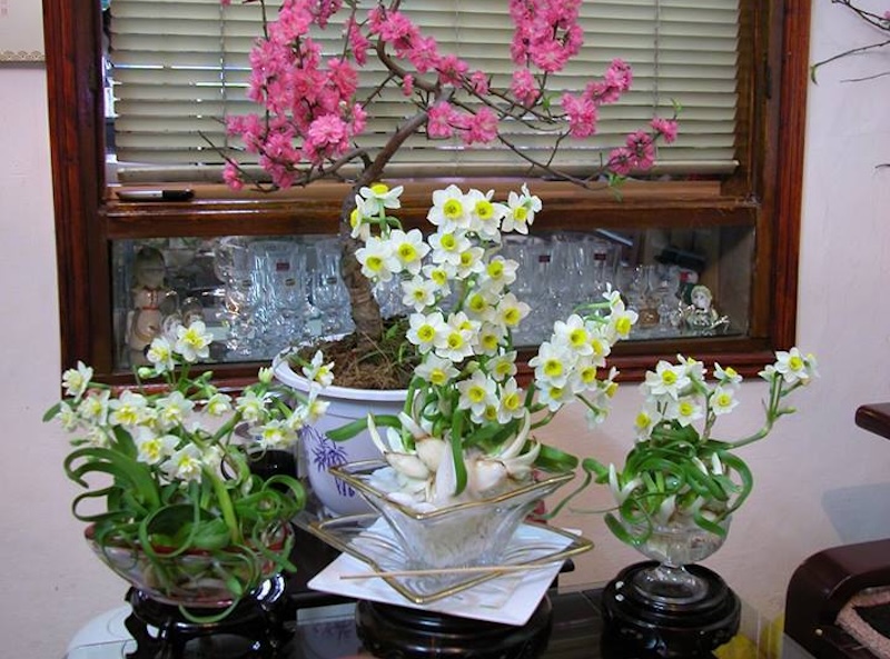 Mẫu hoa thuỷ tiên dâng bàn thờ Chúa