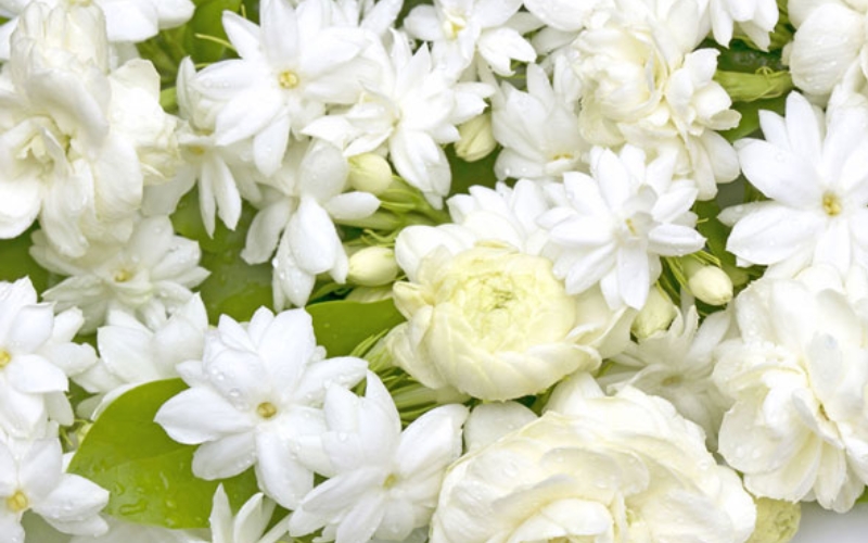 Những bông hoa nhài trắng muốt với hương thơm ngọt ngào, quyến rũ