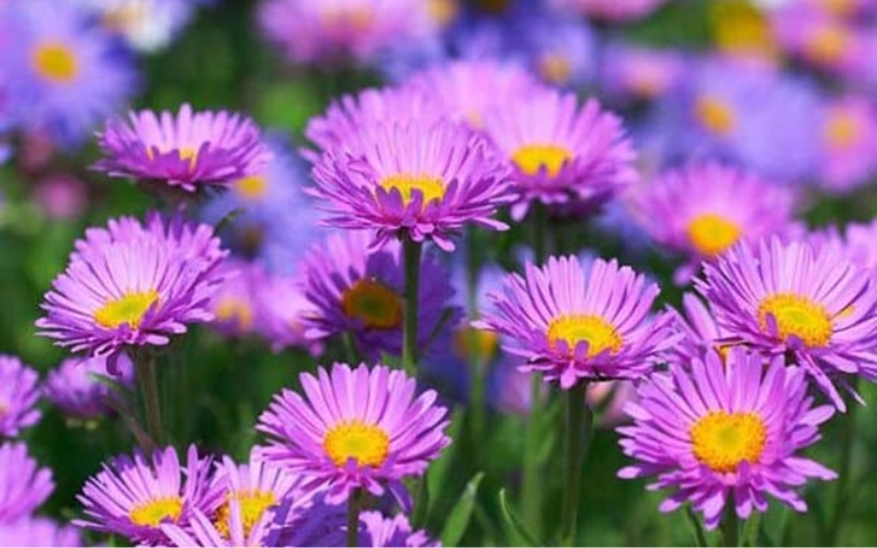 Hoa thạch thảo tím lãng mạn, thể hiện sự dịu dàng và lòng biết ơn