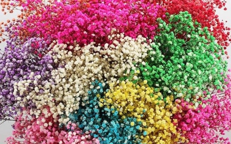 Hoa bi (baby) tượng trưng cho sự ngây thơ và tình yêu vĩnh cửu