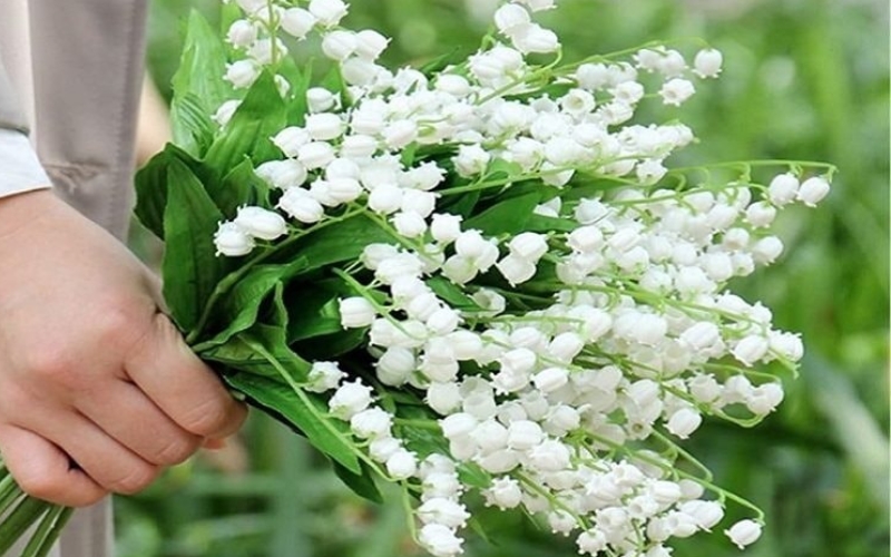 Chùm hoa linh lan trắng nhỏ nhắn, biểu tượng của sự thanh khiết và hạnh phúc trở lại