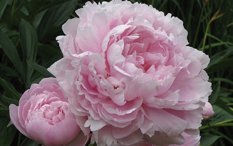 Bông hoa mẫu đơn hồng phấn tượng trưng cho sự nữ tính và duyên dáng