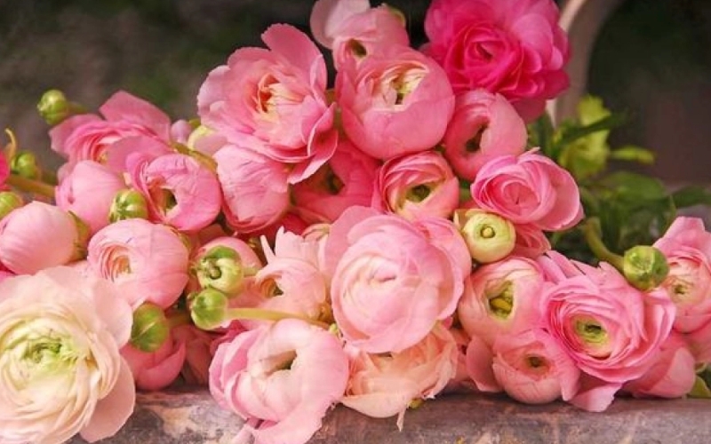 Hoa mao lương rực rỡ, tượng trưng cho sự quyến rũ và nữ tính