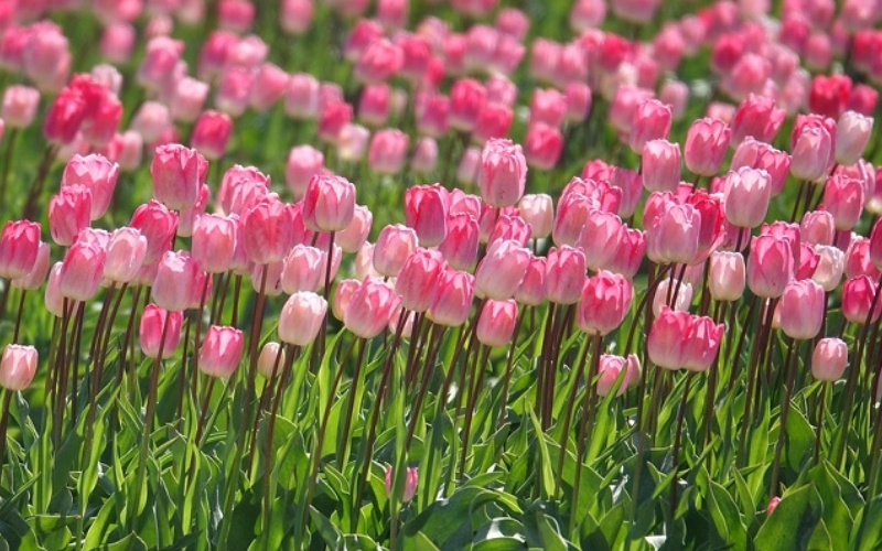Hoa tulip hồng phấn lãng mạn, biểu tượng của tình yêu và sự dịu dàng