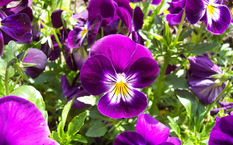 Những bông hoa panse nhiều màu sắc với những vệt màu độc đáo như gương mặt suy tư