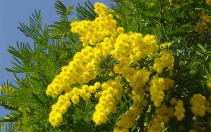 Cành hoa mimosa vàng rực rỡ, biểu tượng của sức sống tích cực và sự tôn vinh phụ nữ