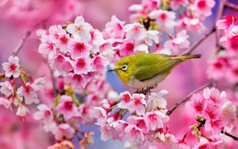 Cành hoa anh đào hồng phớt nở rộ, mang vẻ đẹp tinh tế và sự đổi mới