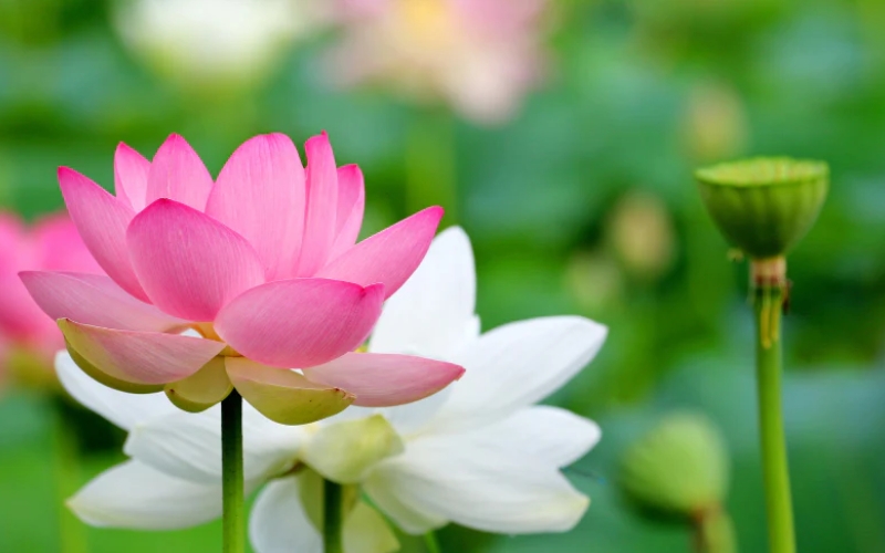 Bông hoa sen đang hé nở trên mặt hồ, biểu tượng của sự thanh cao và thuần khiết