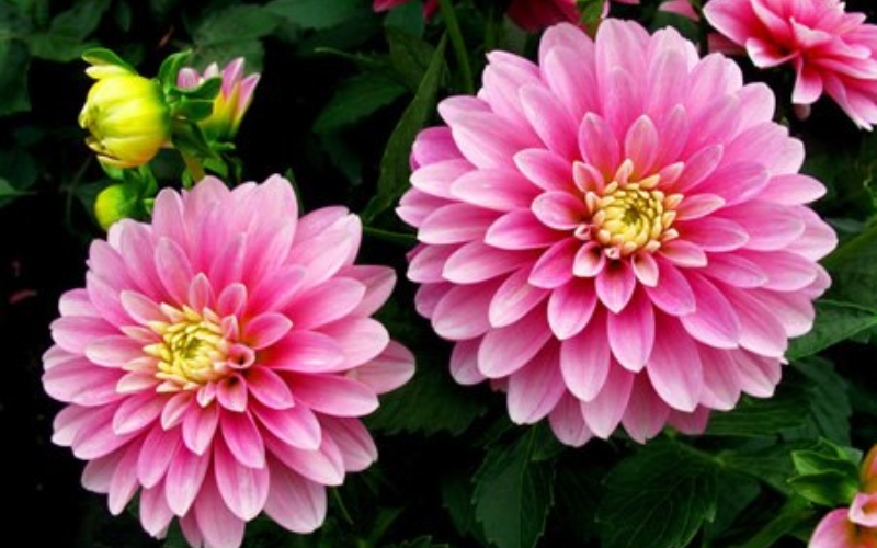 Hoa thược dược nhiều màu sắc, thể hiện sự đa dạng và lòng biết ơn