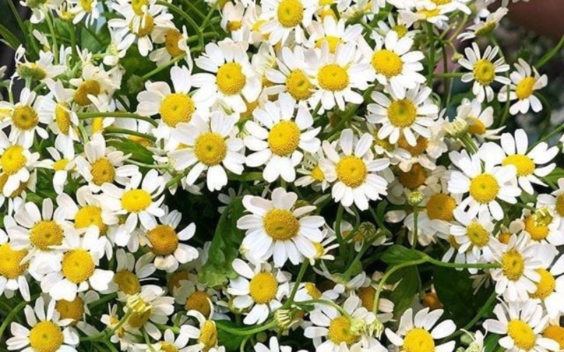 Hoa cúc tana tượng trưng cho sự dịu dàng, nét dễ thương và sự nữ tính